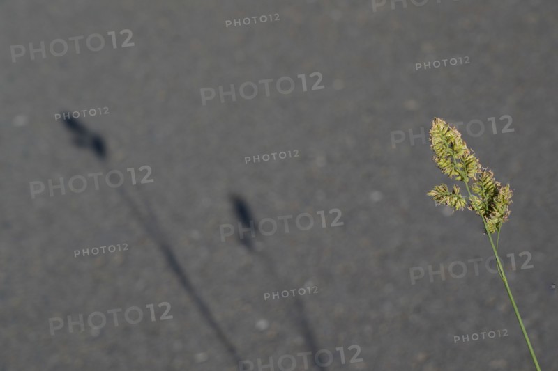 Shadows of the grass on the road