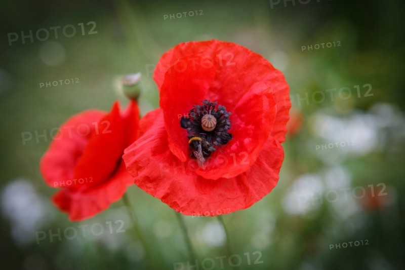 Poppies