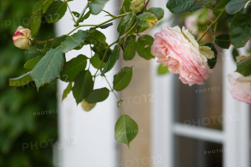Pale pink