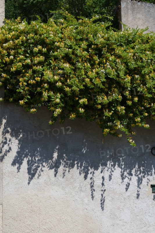 Chèvrefeuille sur un mur
