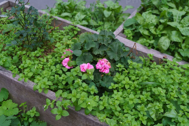 Paris, planter