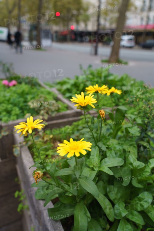 Paris, planter