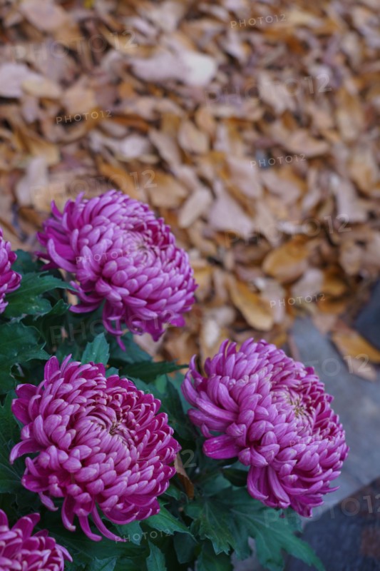 Paris, Montparnasse Cemetery at All Saints' Day