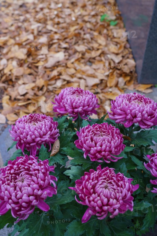 Paris, Montparnasse Cemetery at All Saints' Day