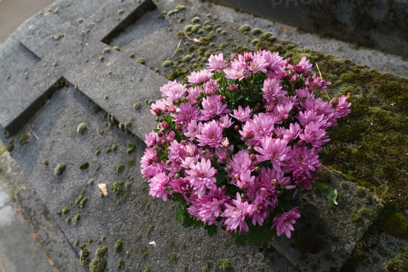 Paris, Montparnasse Cemetery at All Saints' Day
