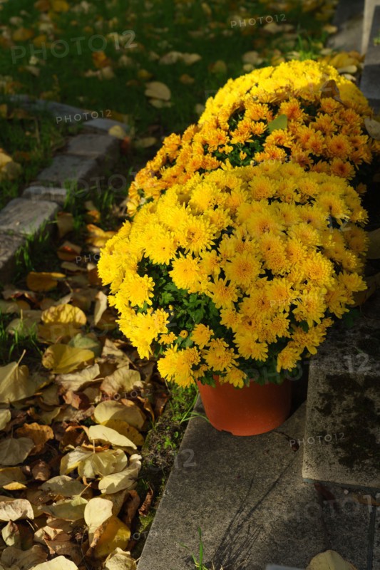 Paris, Montparnasse Cemetery at All Saints' Day