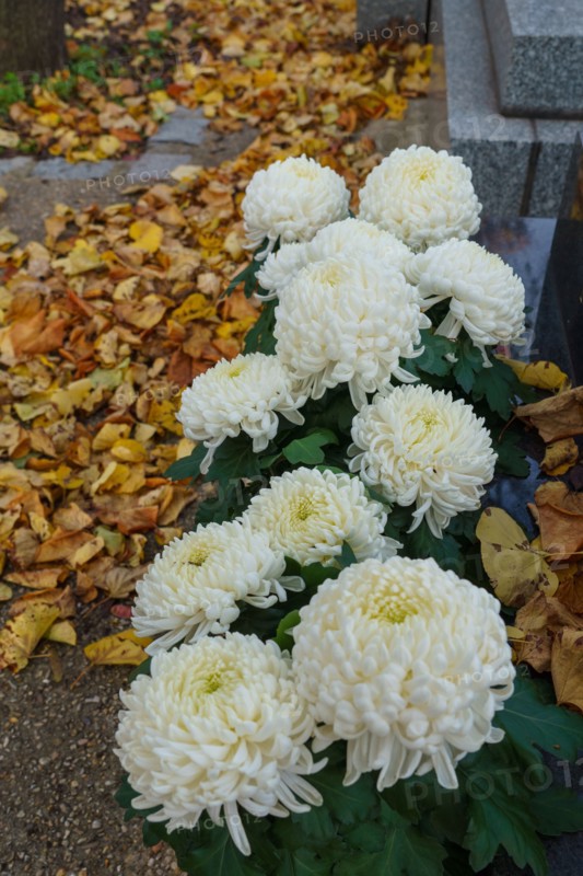 Paris, Montparnasse Cemetery at All Saints' Day