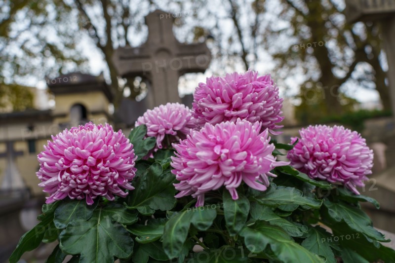 Paris, Montparnasse Cemetery at All Saints' Day