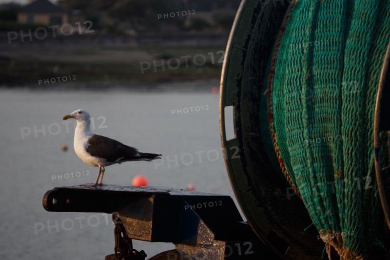 Barfleur (Manche)