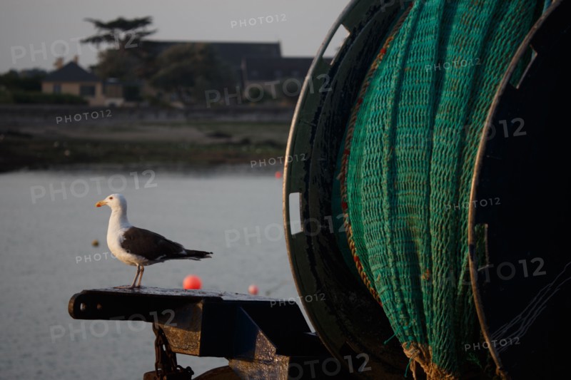 Barfleur (Manche)