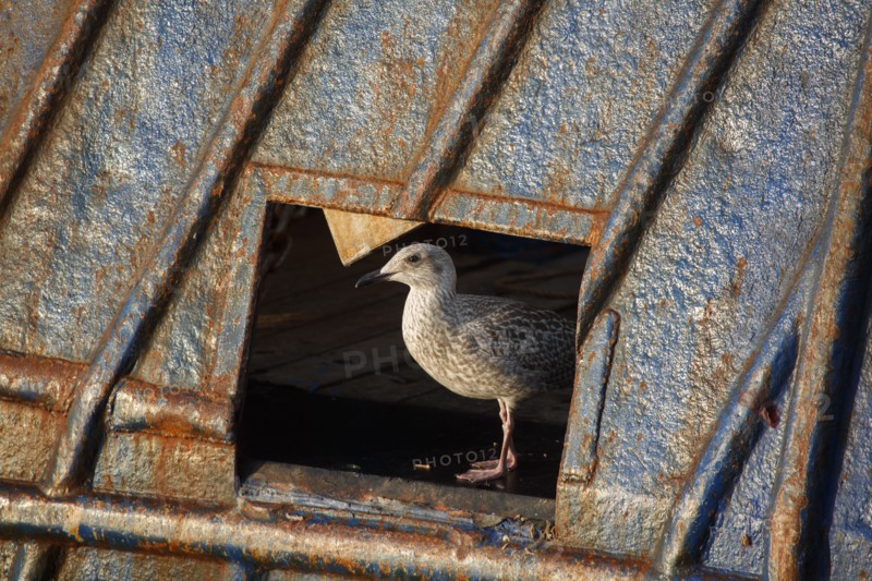 Barfleur (Manche)