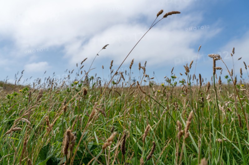Cap Blanc-Nez (Pas-de-Calais)