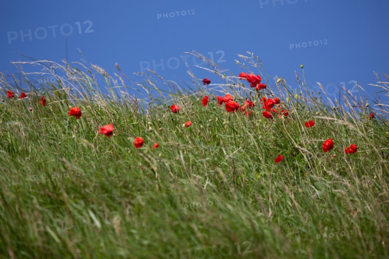 Cap Blanc-Nez (Pas-de-Calais)
