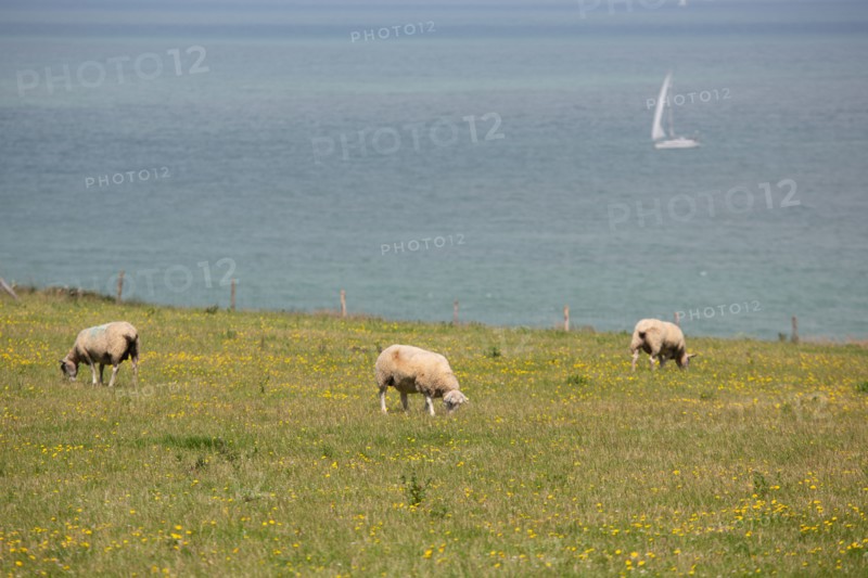 Cap Blanc-Nez (Pas-de-Calais)