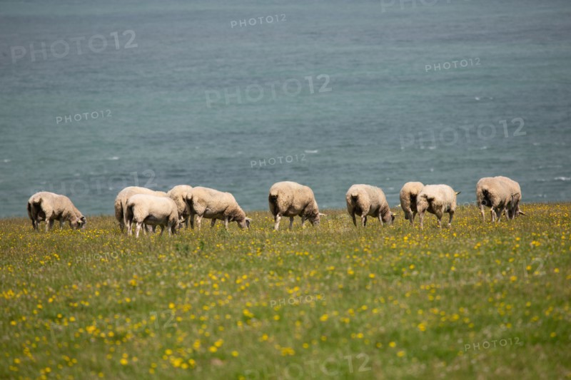 Cap Blanc-Nez (Pas-de-Calais)