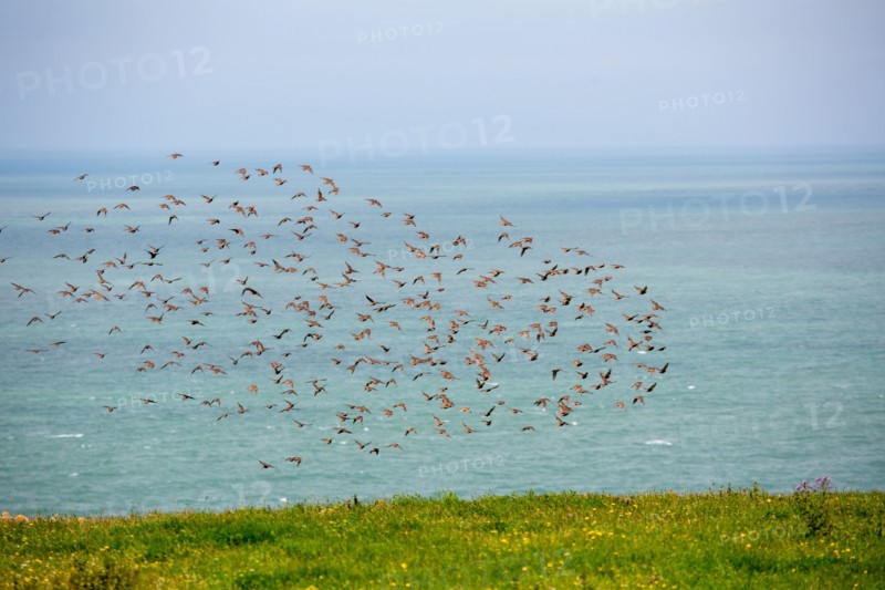 Cap Blanc-Nez (Pas-de-Calais)