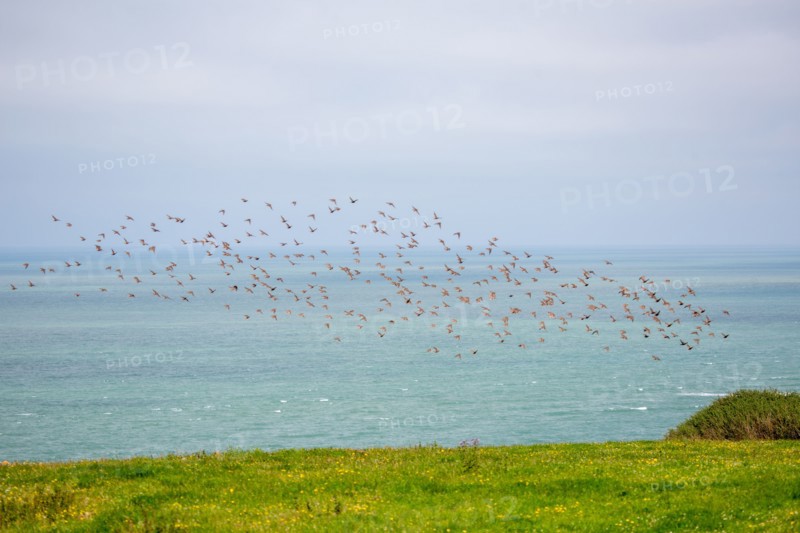 Cap Blanc-Nez (Pas-de-Calais)