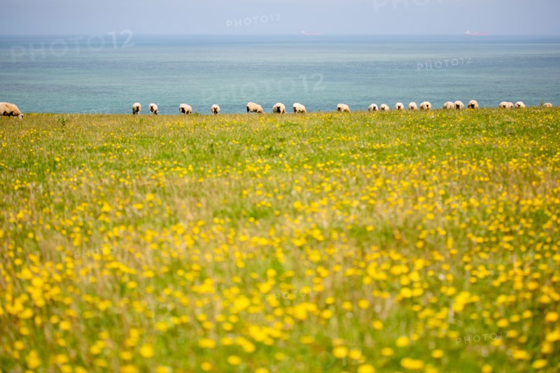 Cap Blanc-Nez (Pas-de-Calais)