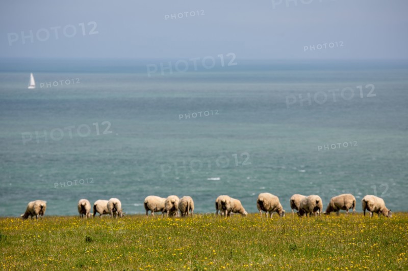Cap Blanc-Nez (Pas-de-Calais)