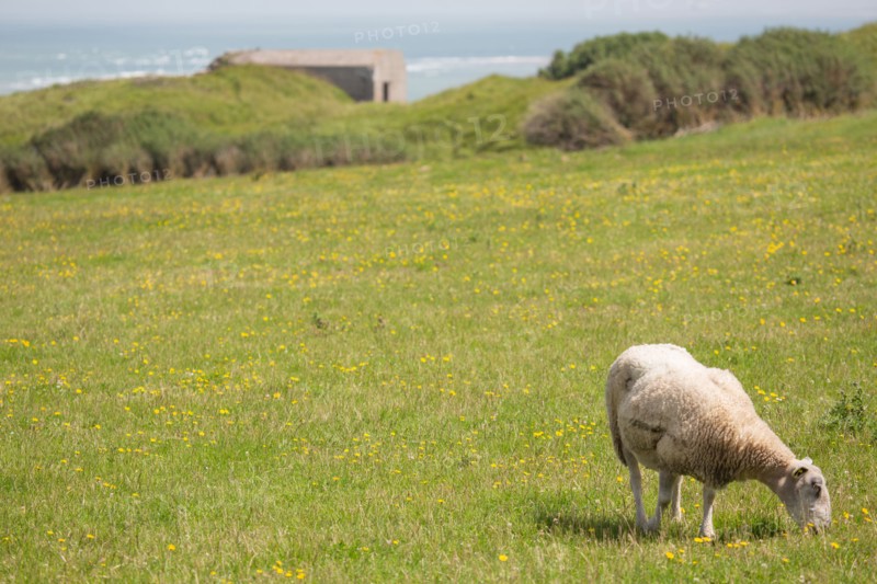 Cap Blanc-Nez (Pas-de-Calais)