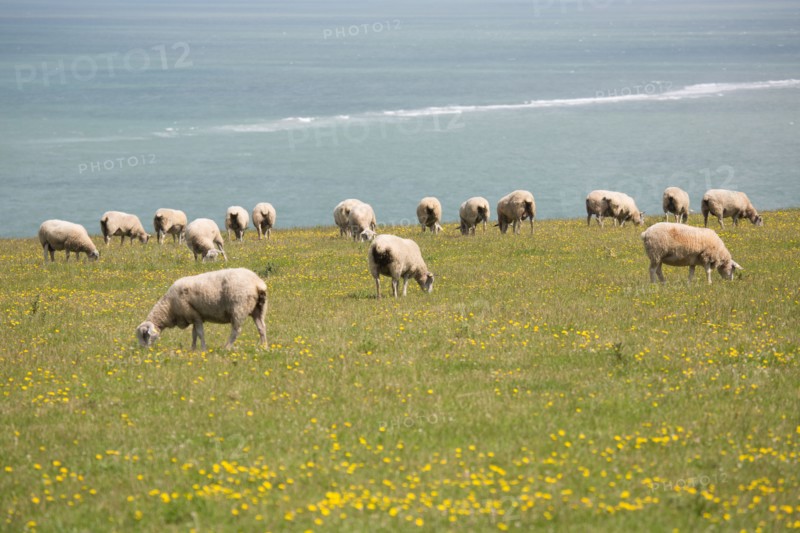 Cap Blanc-Nez (Pas-de-Calais)
