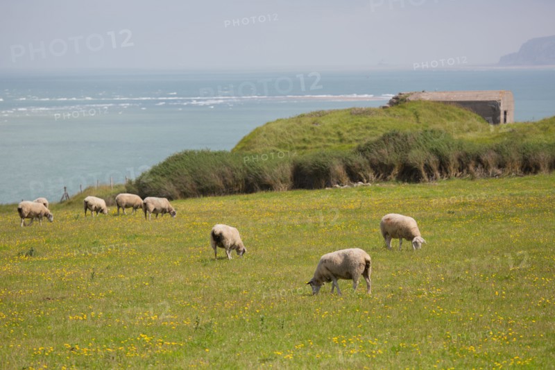 Cap Blanc-Nez (Pas-de-Calais)
