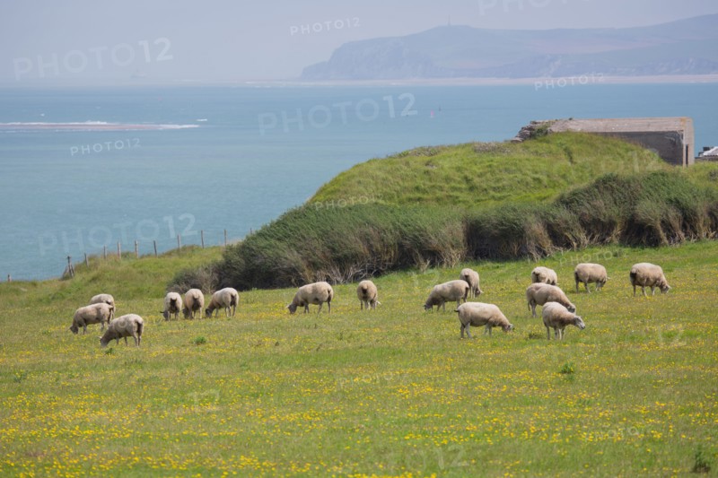 Cap Blanc-Nez (Pas-de-Calais)