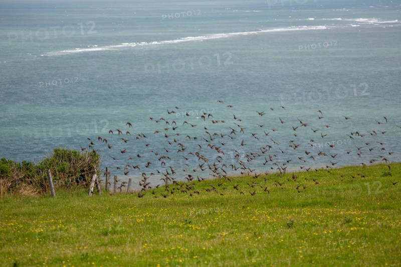 Cap Blanc-Nez (Pas-de-Calais)