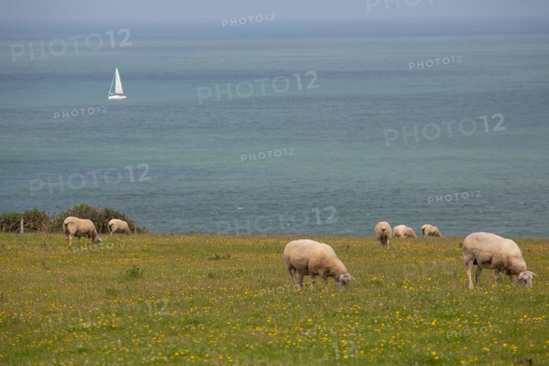 Cap Blanc-Nez (Pas-de-Calais)