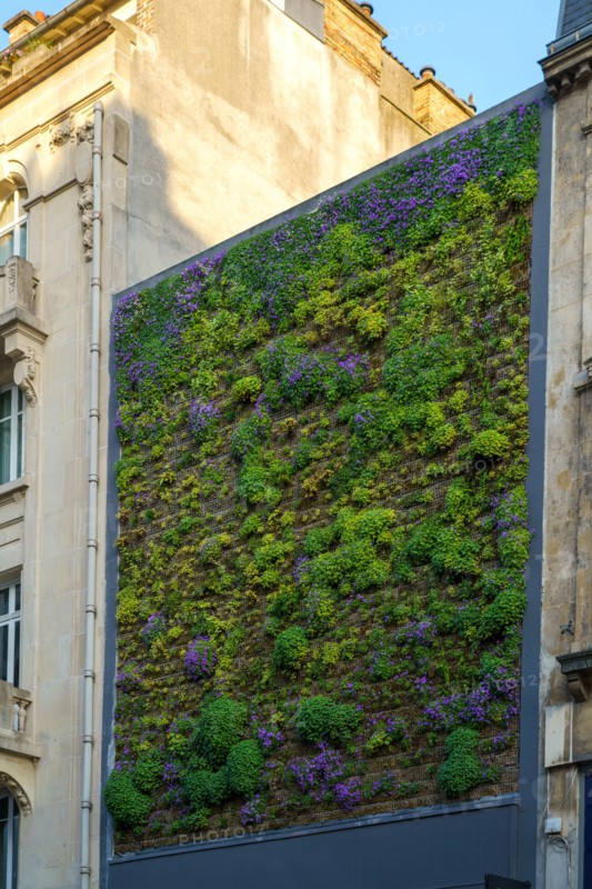 Reims, green wall
