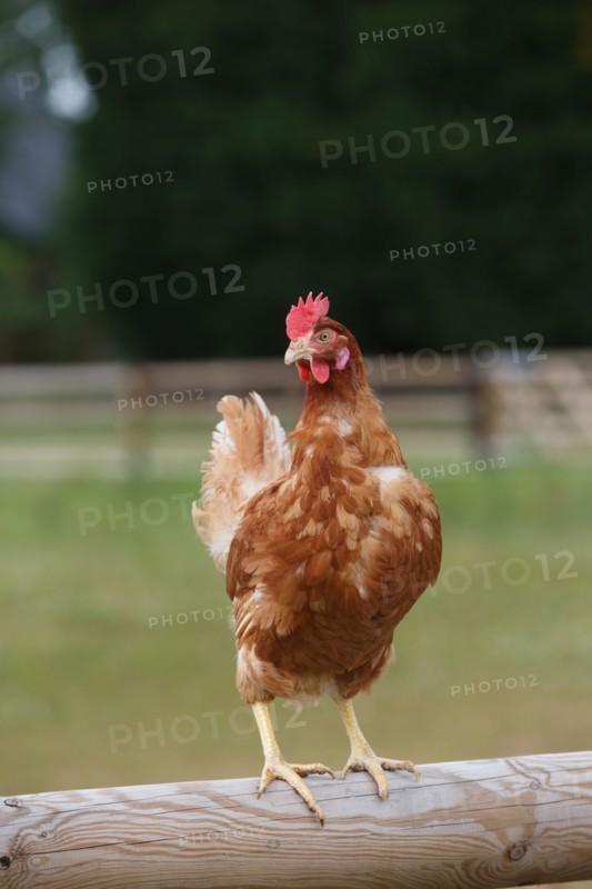 Chicken farm in Beauval en Caux