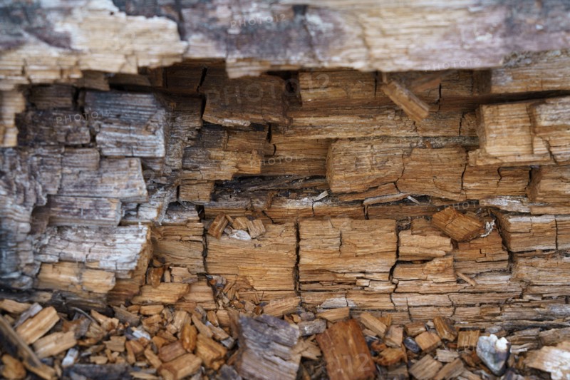 Rotting wood