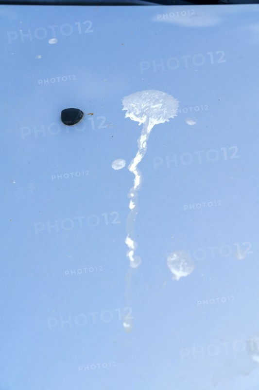 Bird droppings