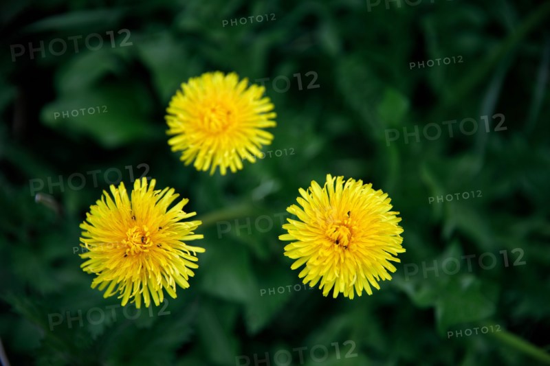 Dandelion flowers