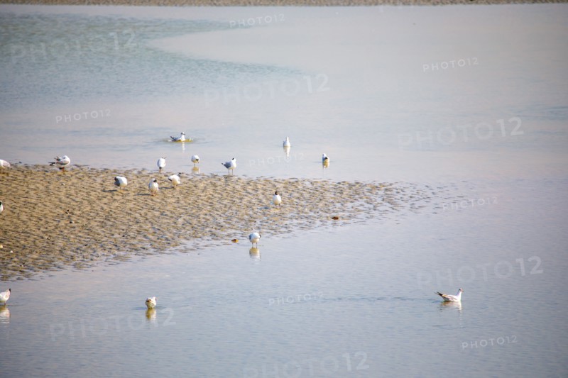 Le Crotoy, Somme