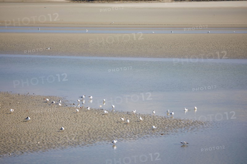 Le Crotoy, Somme