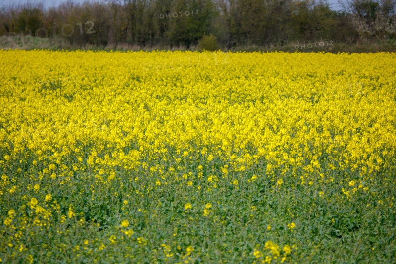 Paysage entre Le Crotoy et Saint-Valery-sur-Somme