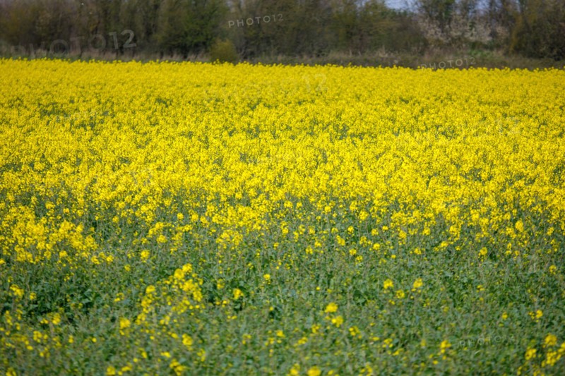 Paysage entre Le Crotoy et Saint-Valery-sur-Somme