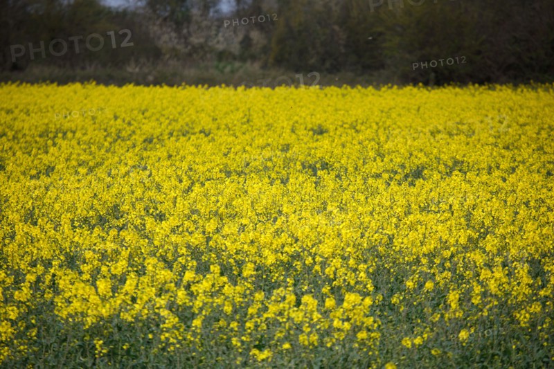 Paysage entre Le Crotoy et Saint-Valery-sur-Somme