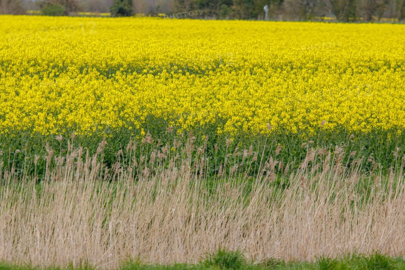 Paysage entre Le Crotoy et Saint-Valery-sur-Somme