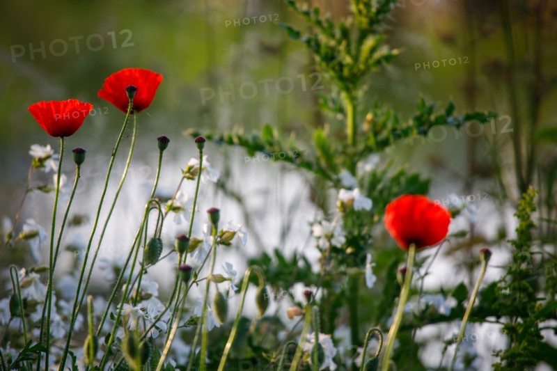 Amiens, Somme