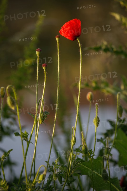 Amiens, Somme department