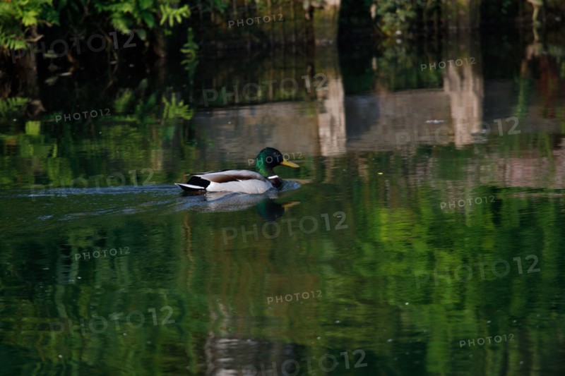 Amiens, Somme
