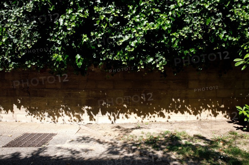 Vegetation, Paris
