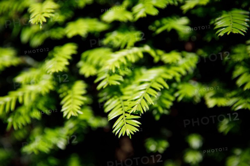 Vegetation, Paris