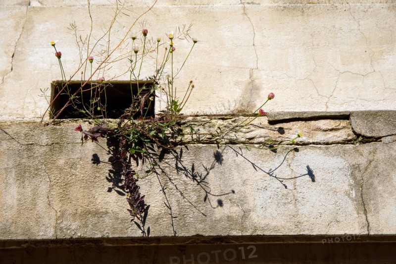 Végétation, Paris