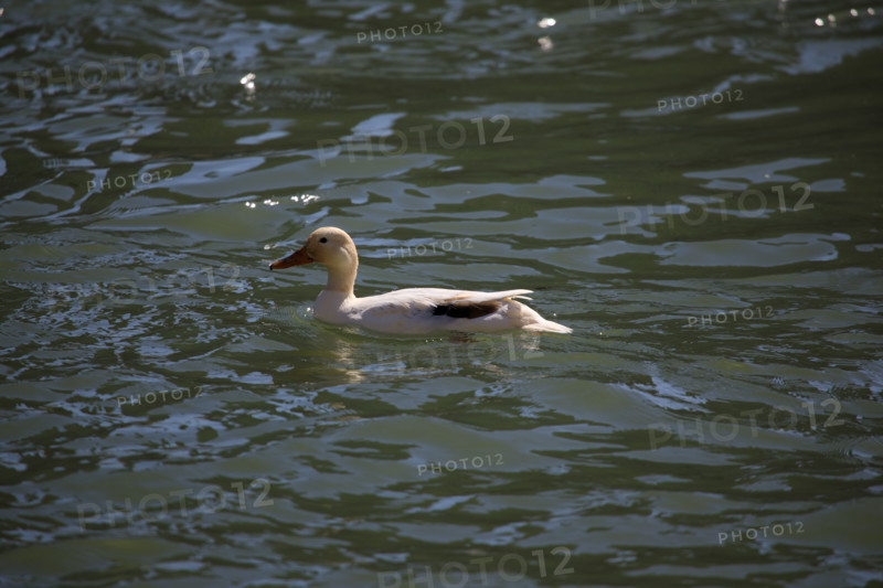 Paris, canard sur the Seine river