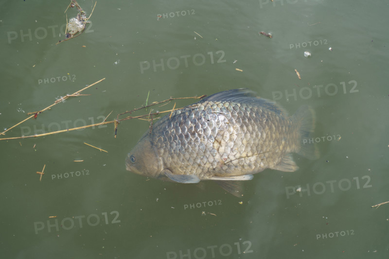france, région centre, Loiret, Briare, poisson mort sur la loirer,