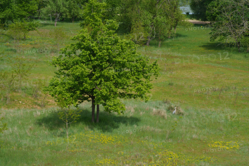 france, région centre, Loiret, Briare, la Loire aux abords du pont canal, heron dans la prairie,