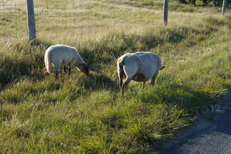 france, region Normandie, Manche, cotentin, Agon coutainville, pointe d'Agon, moutons